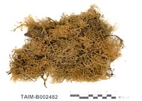 藏品(南木苔)的圖片